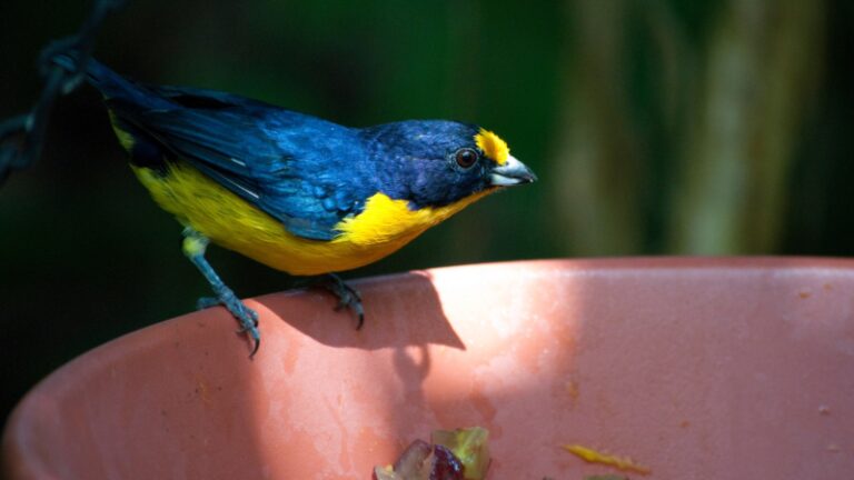 Best Yellow Bird Names Cute And Cool Exotella