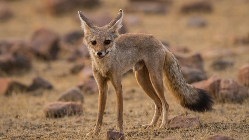 Bengal or Indian Fox (Vulpes bengalensis)