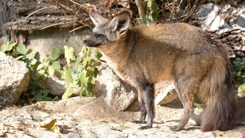 Blanford Fox (Vulpes cana)