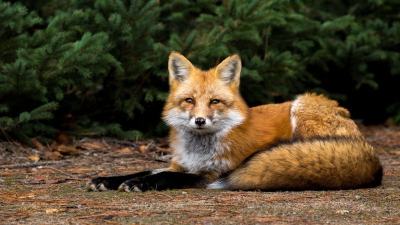 Common Fox or Red Fox (Vulpes vulpes)