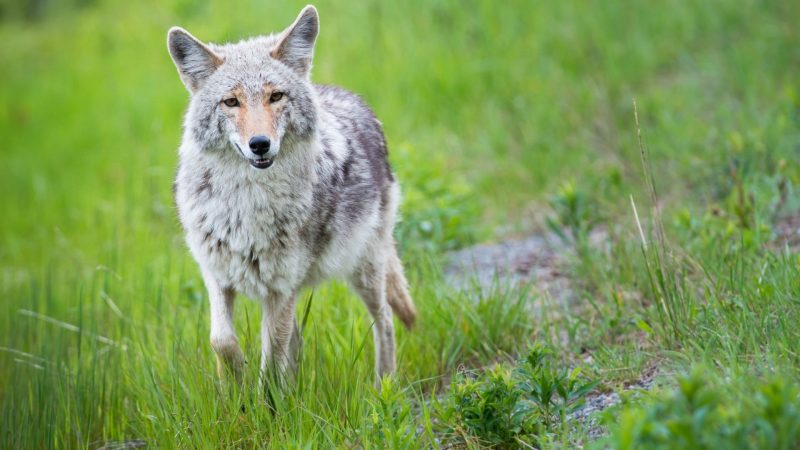 Coyote Identification