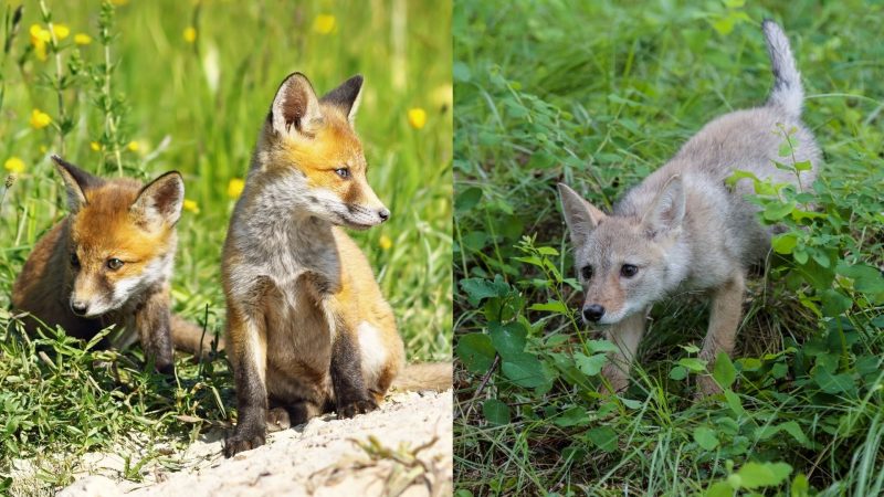 Do Foxes and Coyotes Interbreed