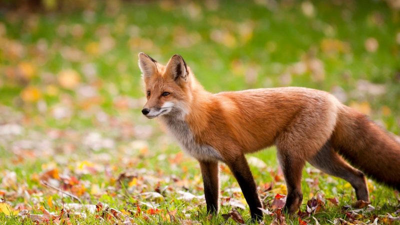 Fox Identification