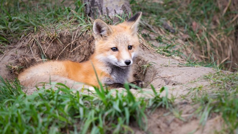 Fox Kits Size