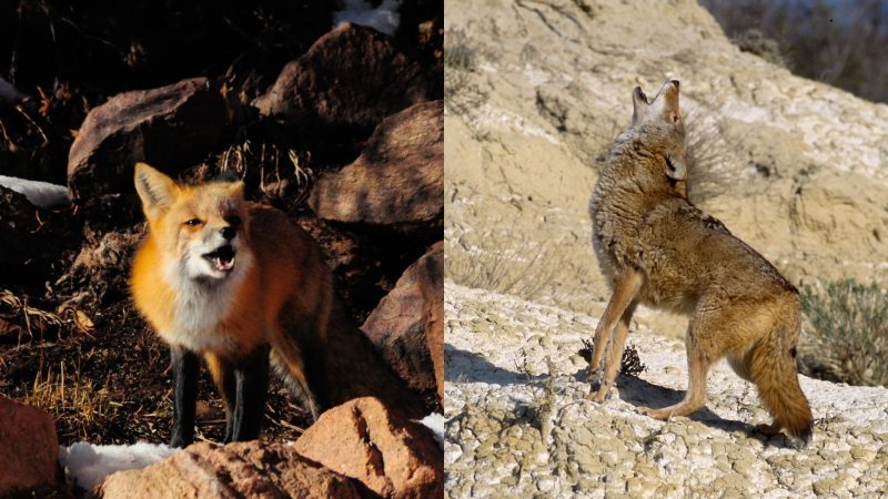 Fox vs. Coyote Sounds