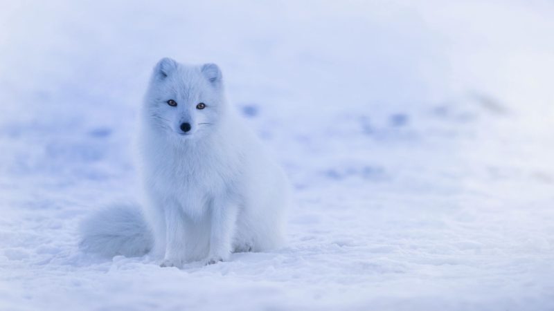 How Big Does Arctic Fox Get