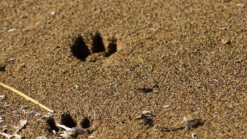 How Big Is a Fox Footprint