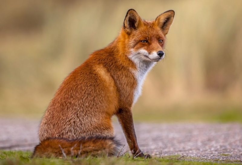 How Big Is a Fox Information and Facts