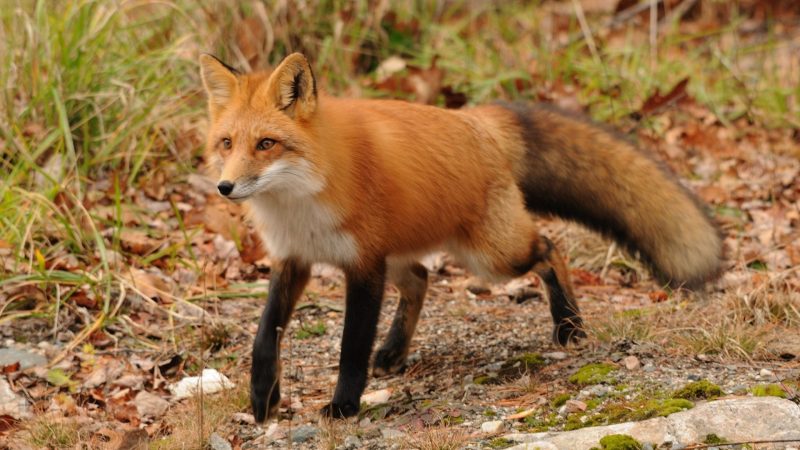 How Big Is a Full-Grown Fox