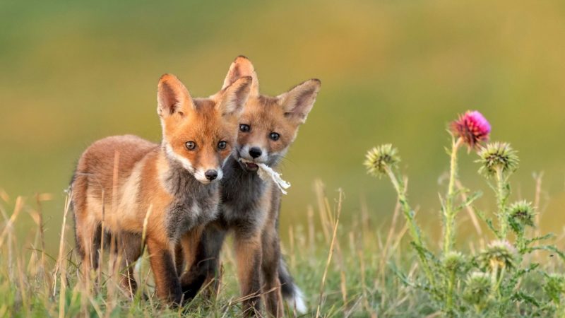 How Many Types of Fox Species Are There