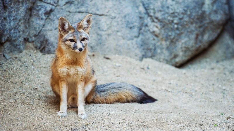 Kit Fox (Vulpes Macrotis)