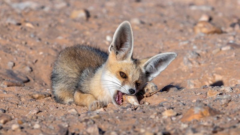 Rüppell’s Fox (Vulpes Rueppellii)