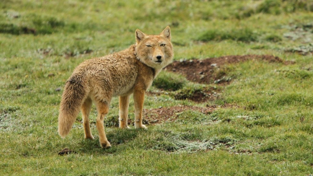 Tibetan Fox (Vulpes Ferrilata)