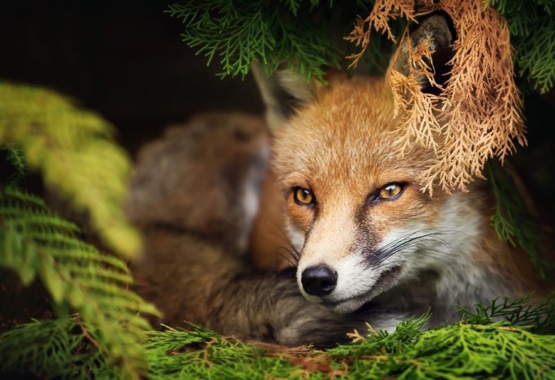 Types of Foxes Information and Facts