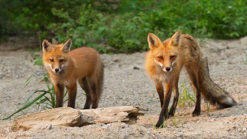 What Do Foxes Look Like? | With Pictures - EXOtella