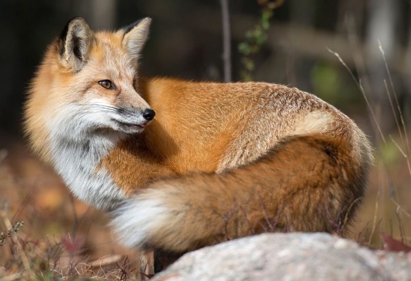 What Do Foxes Look Like Information and Facts