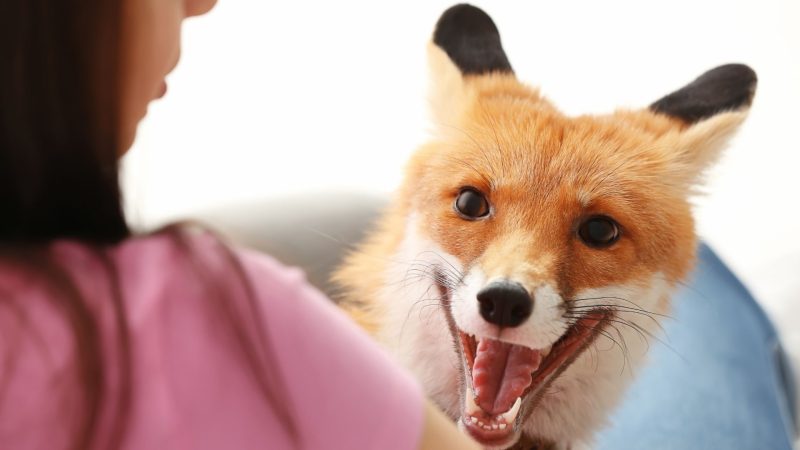 What Is the Friendliest Type of Fox