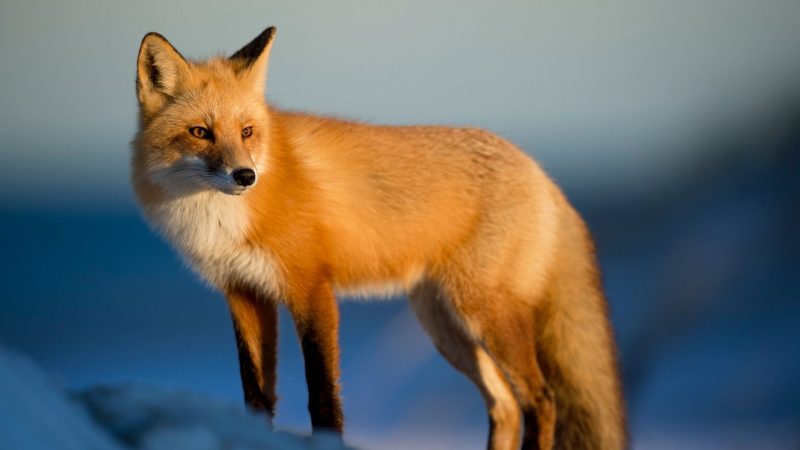 Why Do Foxes Have Whiskers on Their Legs