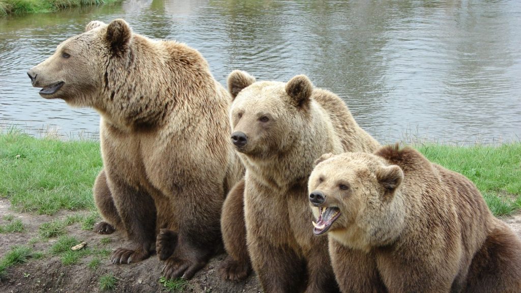 2. Bears