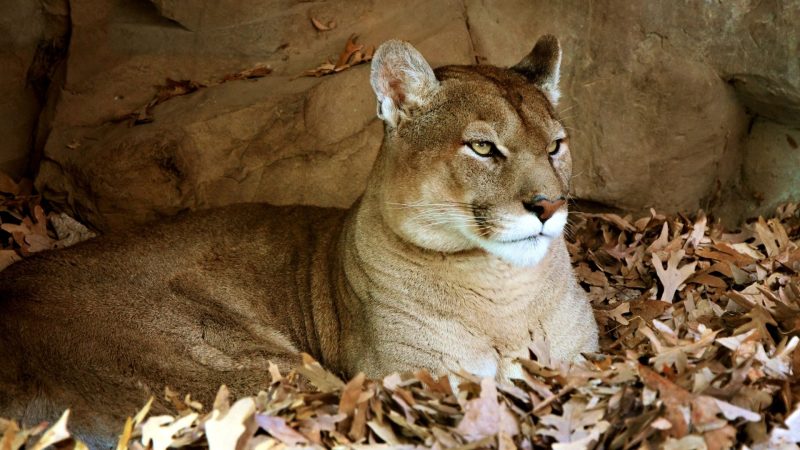 3. Mountain Lions