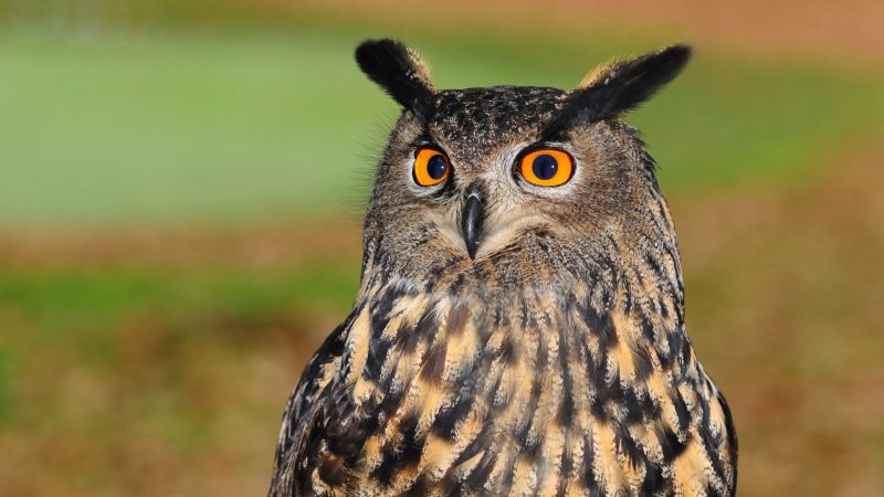 4. Owls