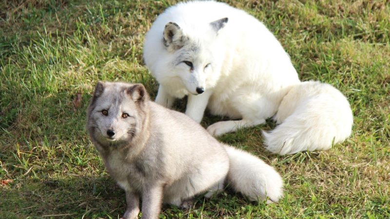 Arctic Foxes Mating