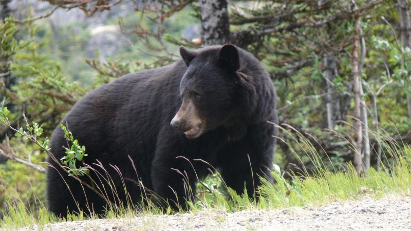 Are Black Bears Aggressive