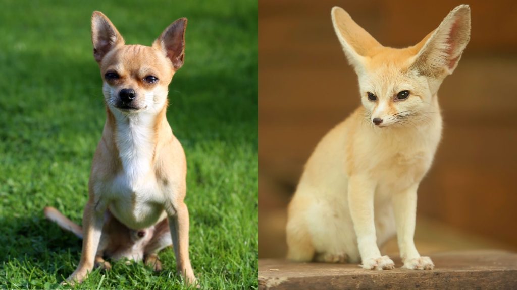 Are Chihuahuas Related to Fennec Foxes