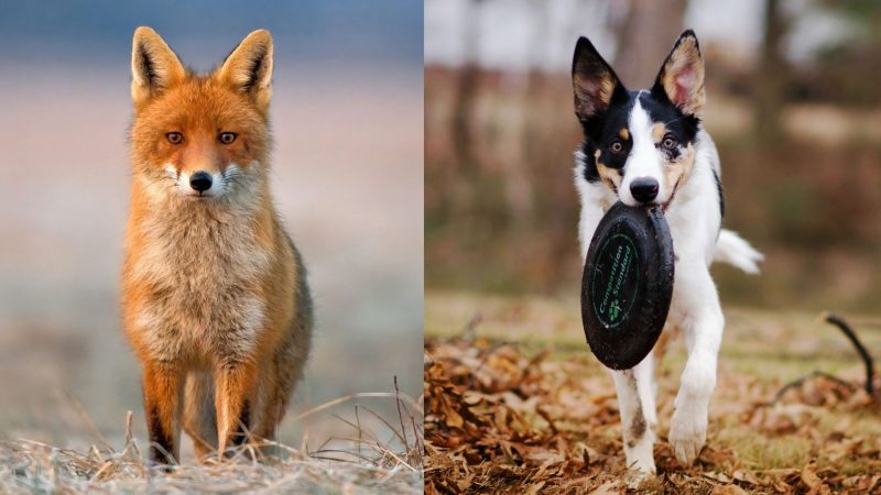 Are Foxes and Dogs Part of the Canidae Family
