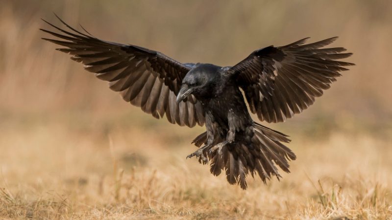 Are Ravens Dangerous