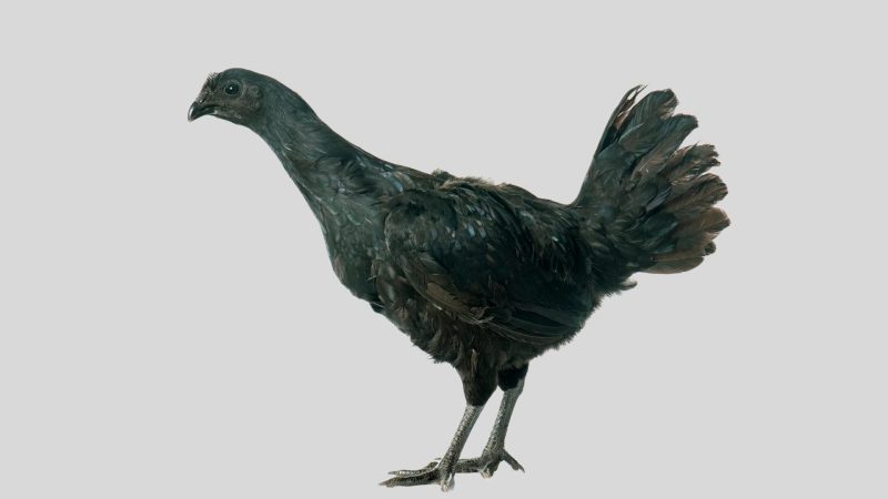 Ayam Cemani