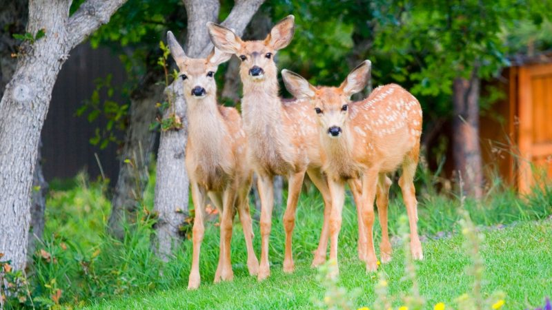 Baby Deer Names