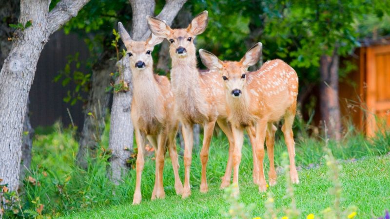 Best Deer Names Cute And Funny EXOtella