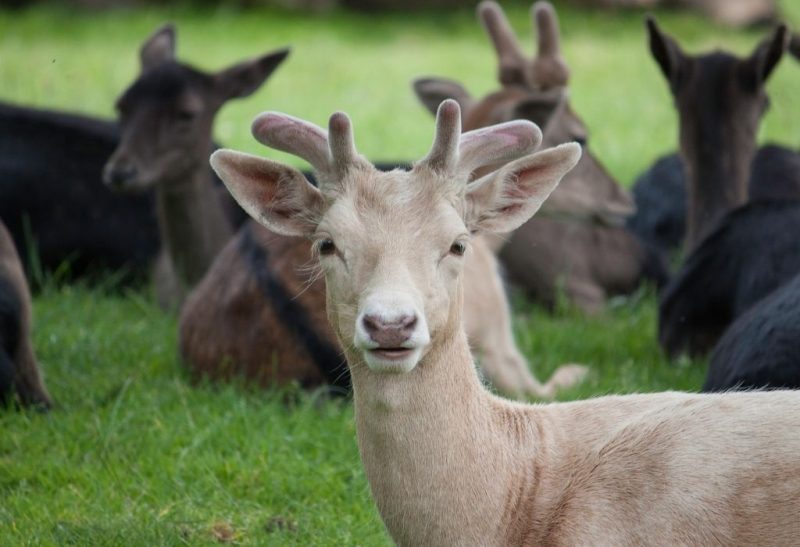 Best Deer Names Cute And Funny EXOtella