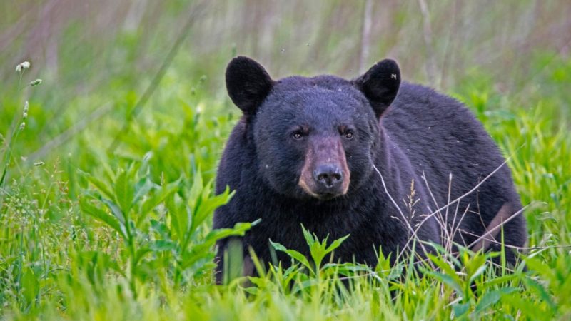 Black Bear Identification