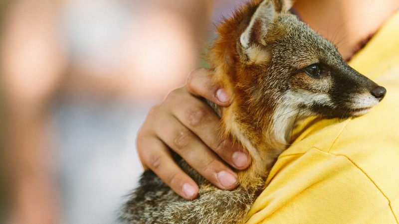 Can Foxes Bond With Humans