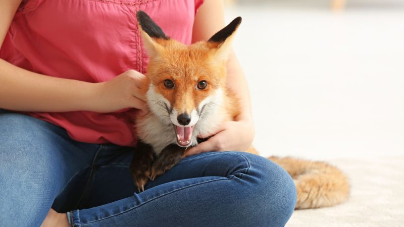 Can You Keep a Fox as a Pet