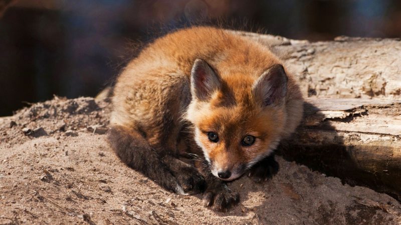Can a Fox Cub Survive on Its Own