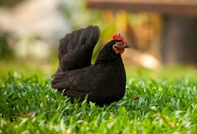 Chicken Breeds That Lay Black Eggs