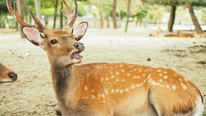 Cute Names for a Deer