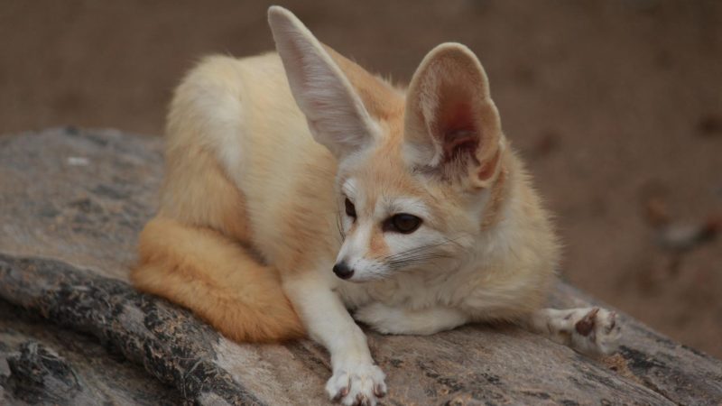 Desert Fox