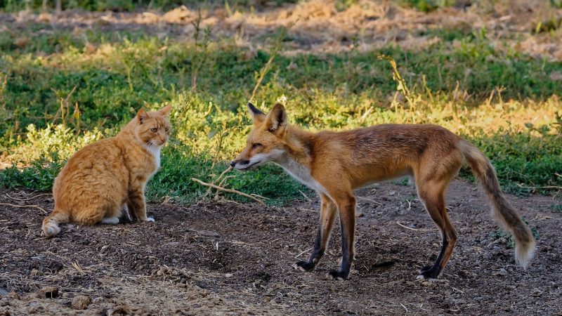 Do Foxes and Cats Get Along