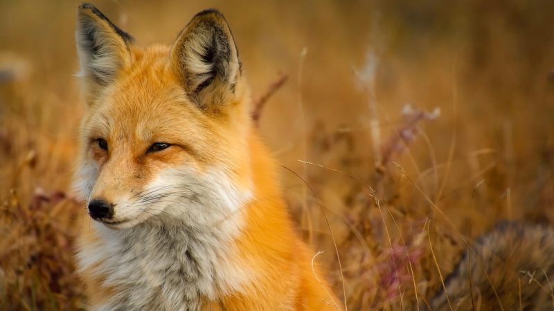 Do Pet Foxes Stink