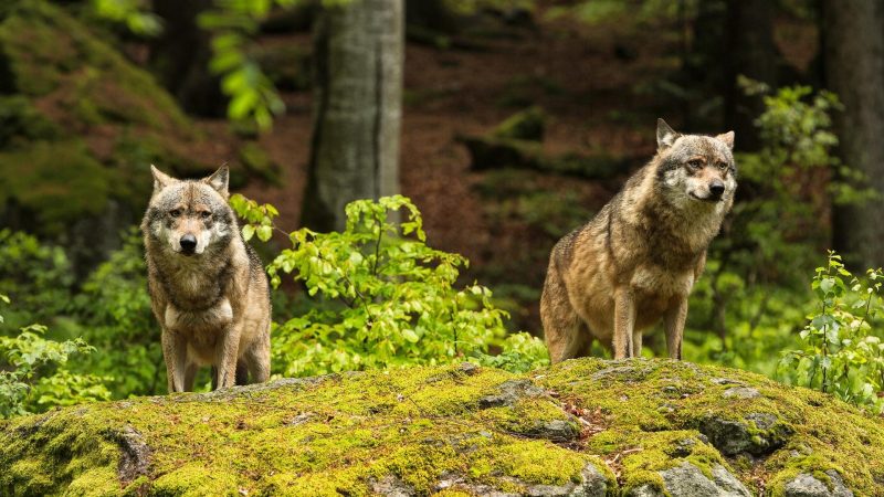 Do Wolves Have Lifelong Partners