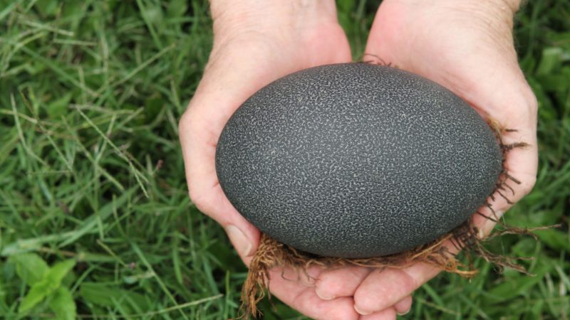 Emu Black Chicken Eggs