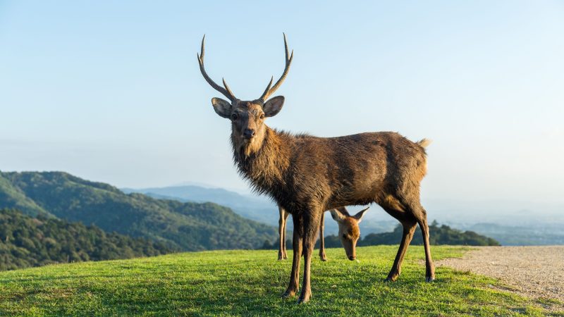 Best Deer Names Cute And Funny EXOtella