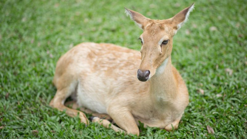 Female Deer Names