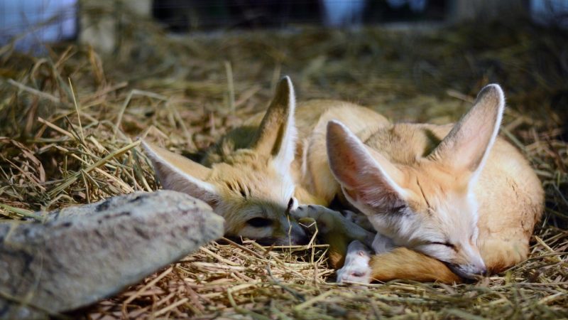 Fennec Foxes Mating