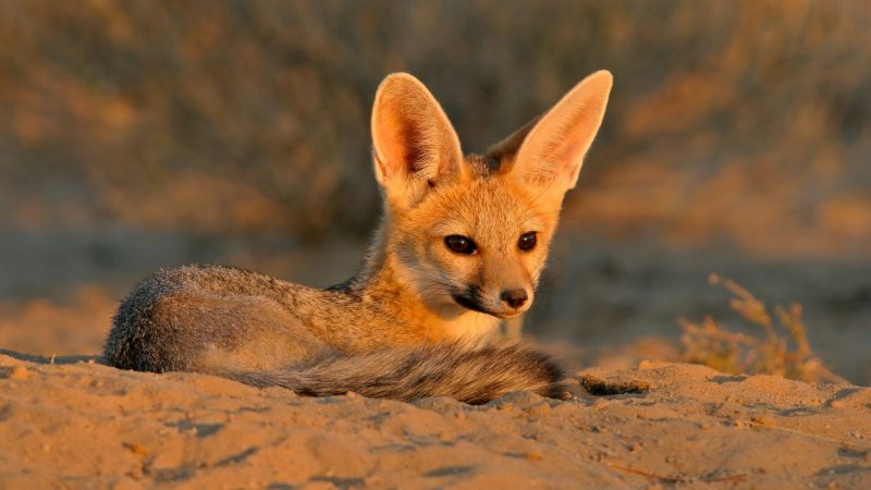 Fox African Symbolism