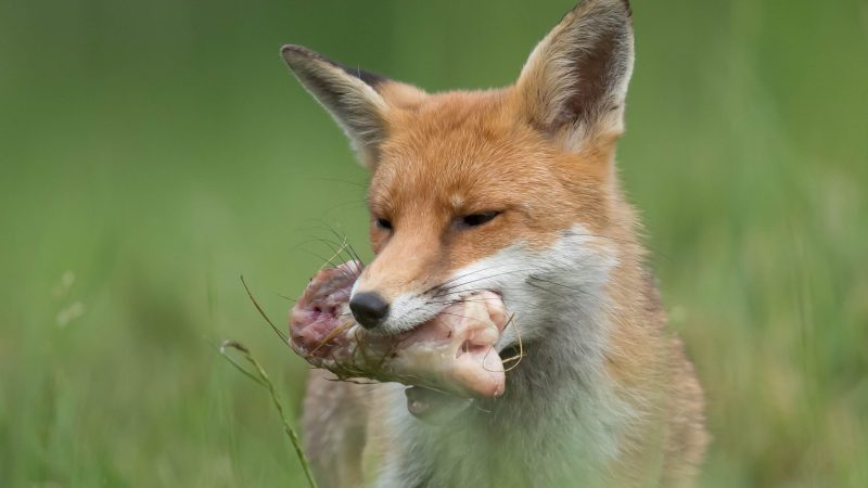 Fox Diets by Species